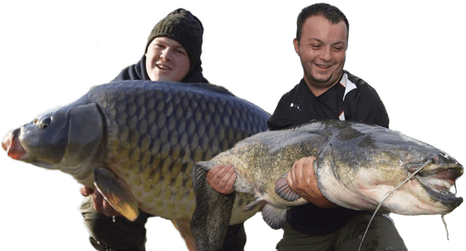 Giant Catfish Caughtby Fishermen.png PNG Image