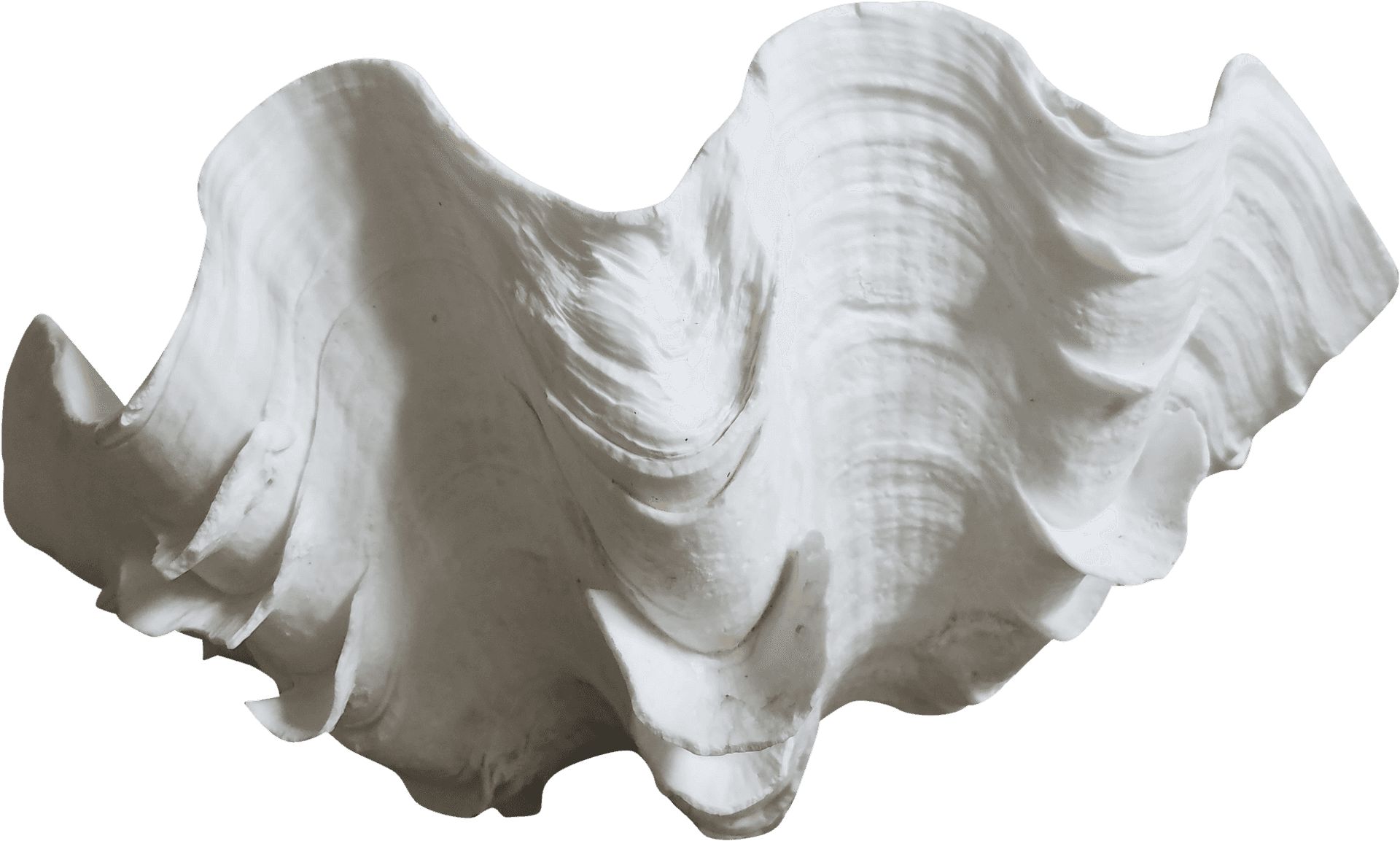 Giant Clam Shell Isolated PNG Image