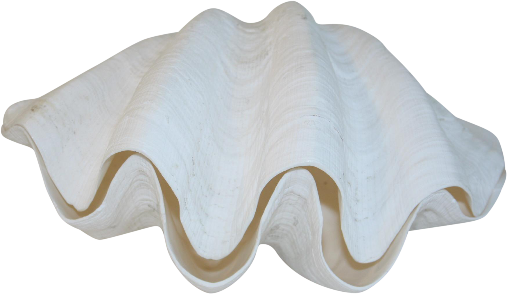 Giant Clam Shell Isolated.png PNG Image