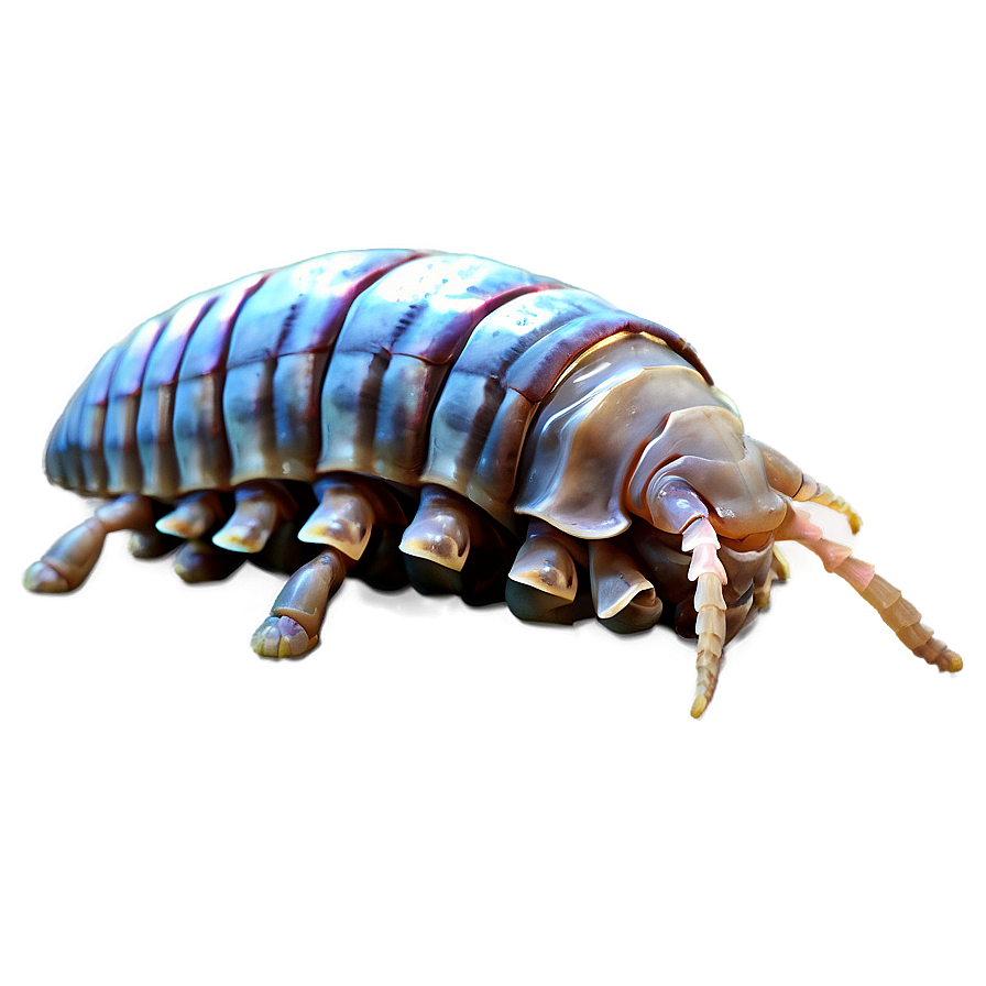 Giant Isopod Png 06292024 PNG Image