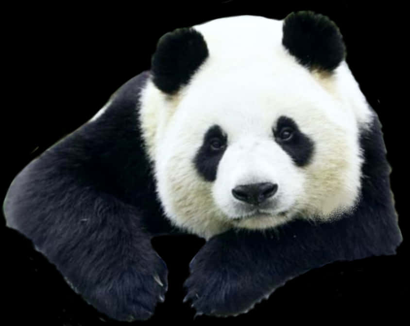 Giant Panda Portrait PNG Image