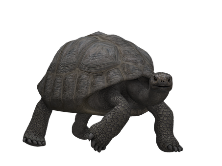 Giant Tortoisein Darkness PNG Image