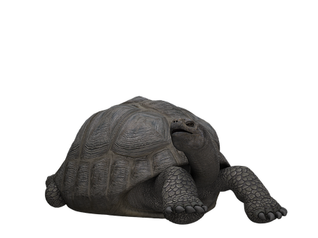 Giant Tortoiseon Black Background PNG Image