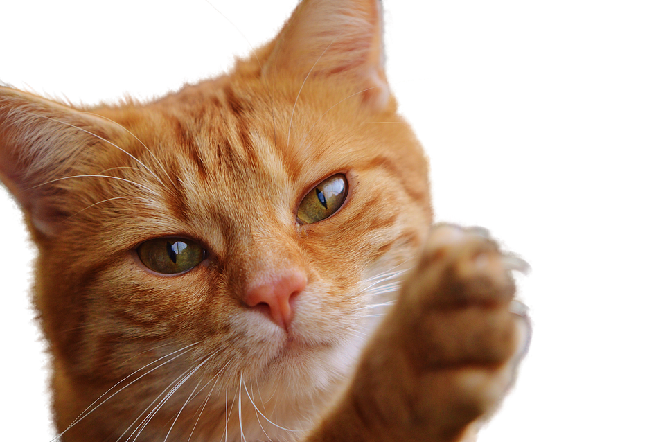 Ginger Cat Raising Paw PNG Image