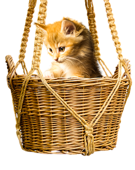 Ginger Kittenin Basket PNG Image