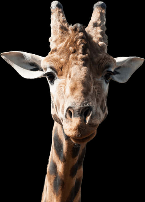 Giraffe Portrait Against Black Background PNG Image