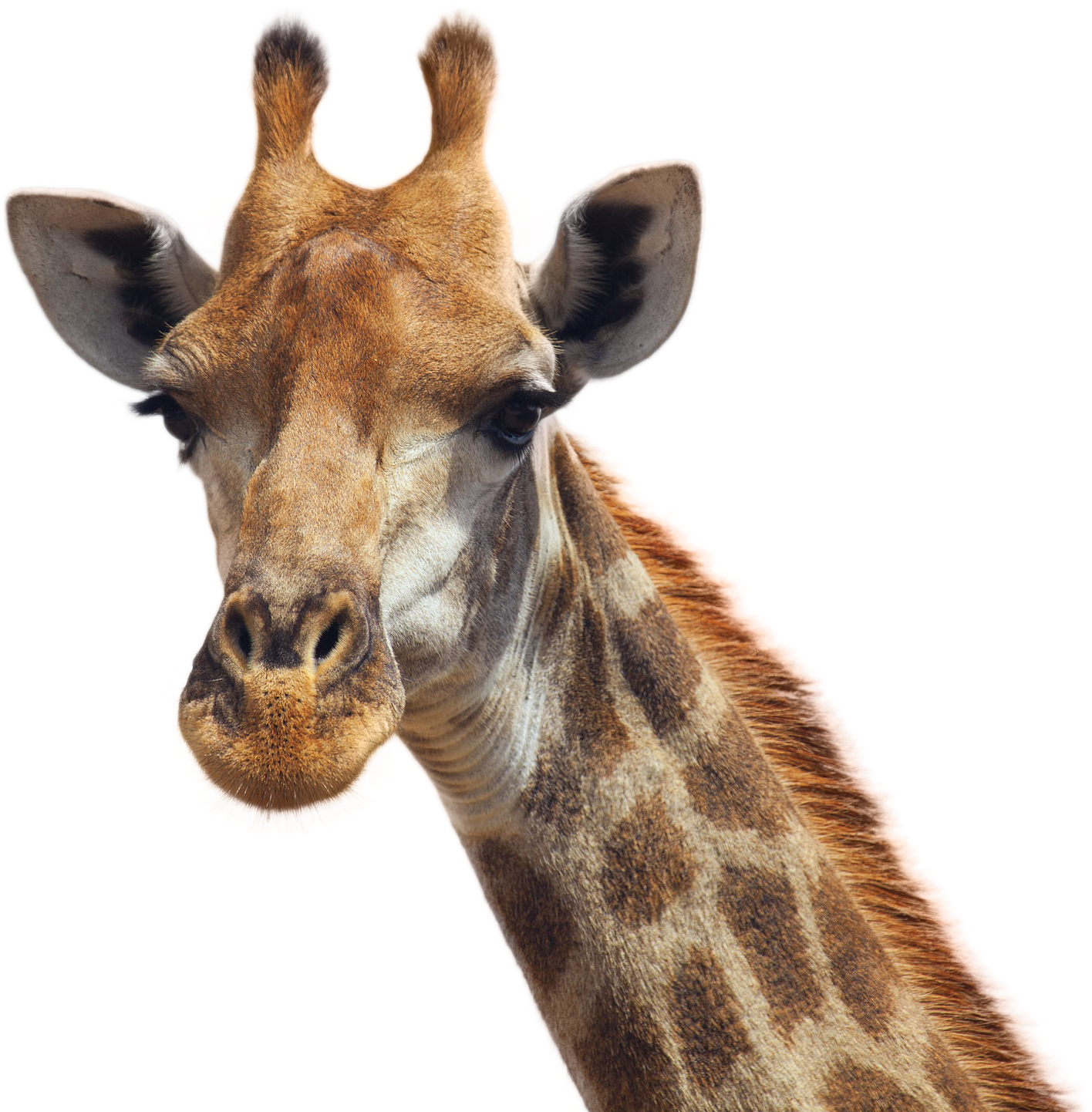 Giraffe Portrait Close Up.png PNG Image