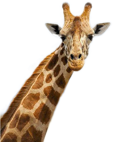 Giraffe Portrait Close Up.png PNG Image