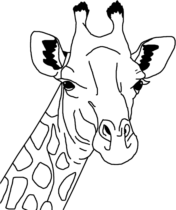 Giraffe Portrait Line Art PNG Image