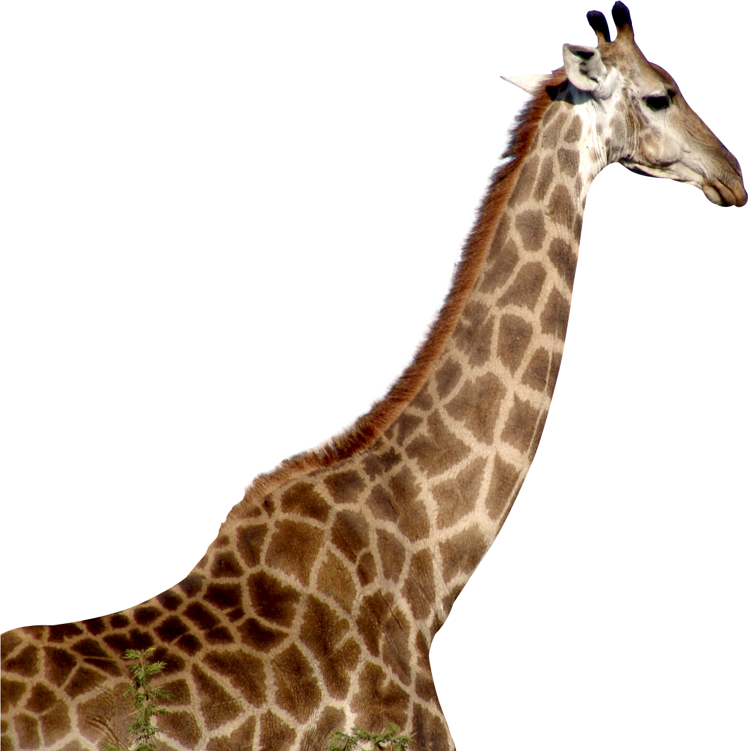 Giraffe Profile Portrait PNG Image