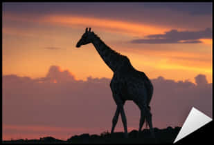 Giraffe Silhouetteat Sunset PNG Image