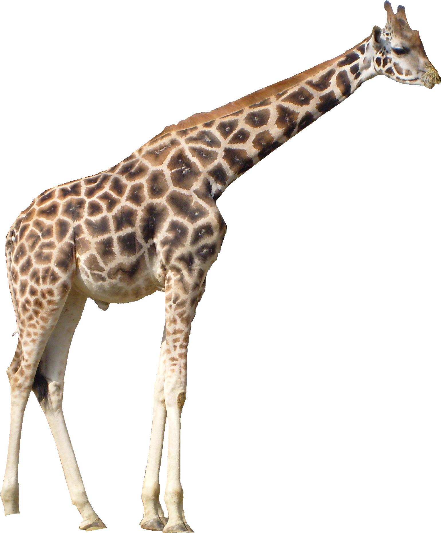 Giraffe Standing Side View.png PNG Image