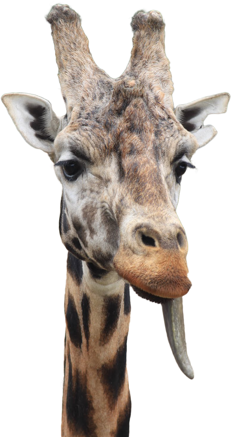 Giraffe With Tongue Out PNG Image