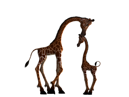 Giraffeand Calf Affection PNG Image