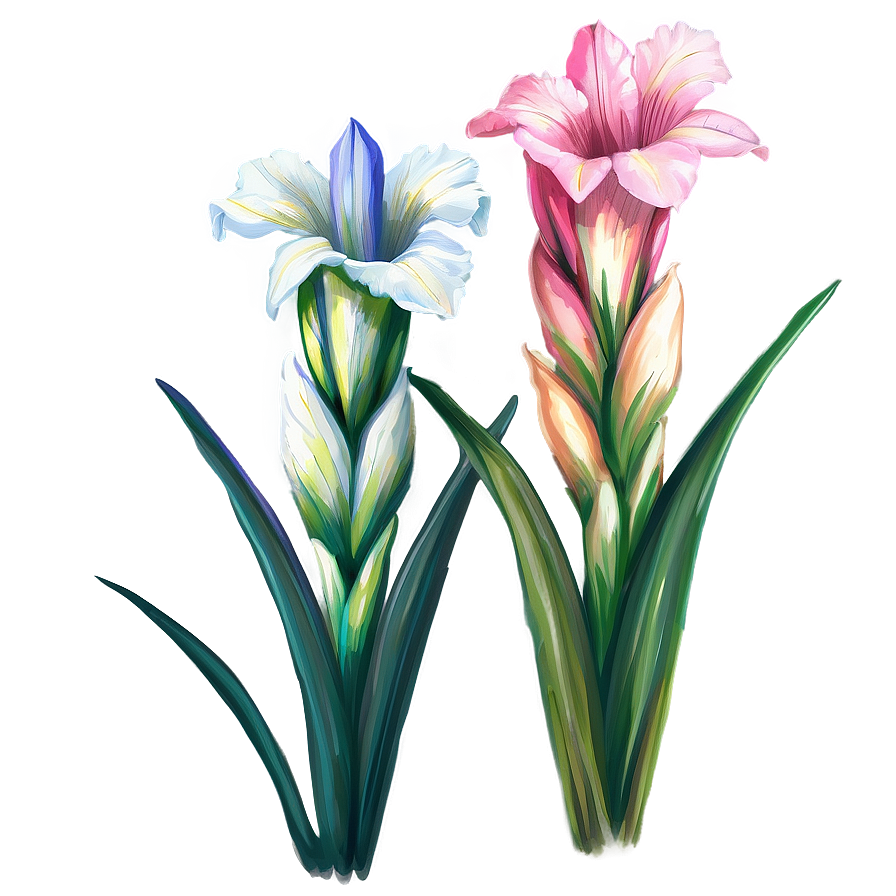 Gladiolus Flower Line Drawing Png 05252024 PNG Image