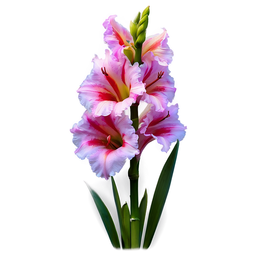 Gladiolus Night Glow Png 6 PNG Image