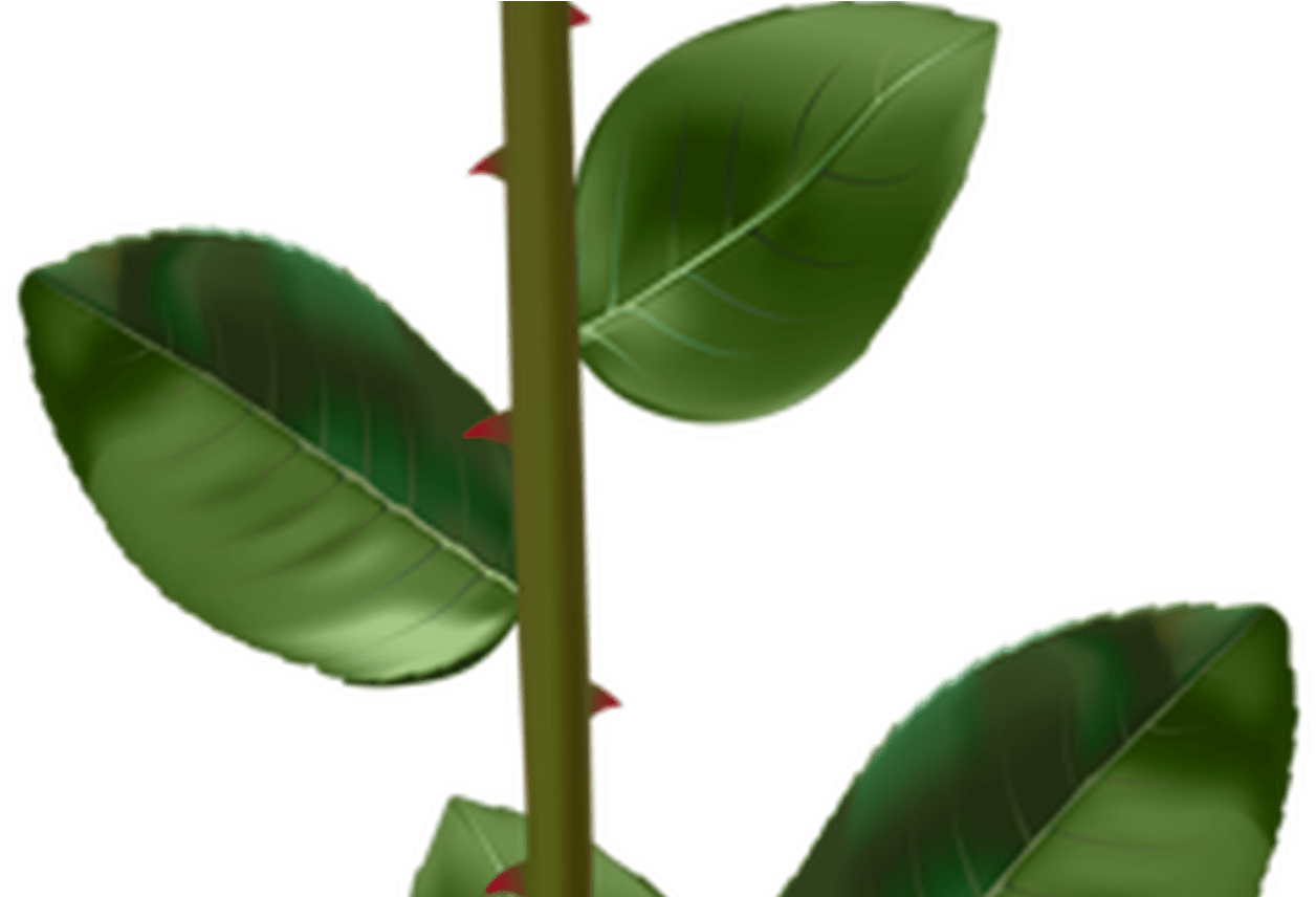 Gladiolus Stemand Leaves Graphic PNG Image