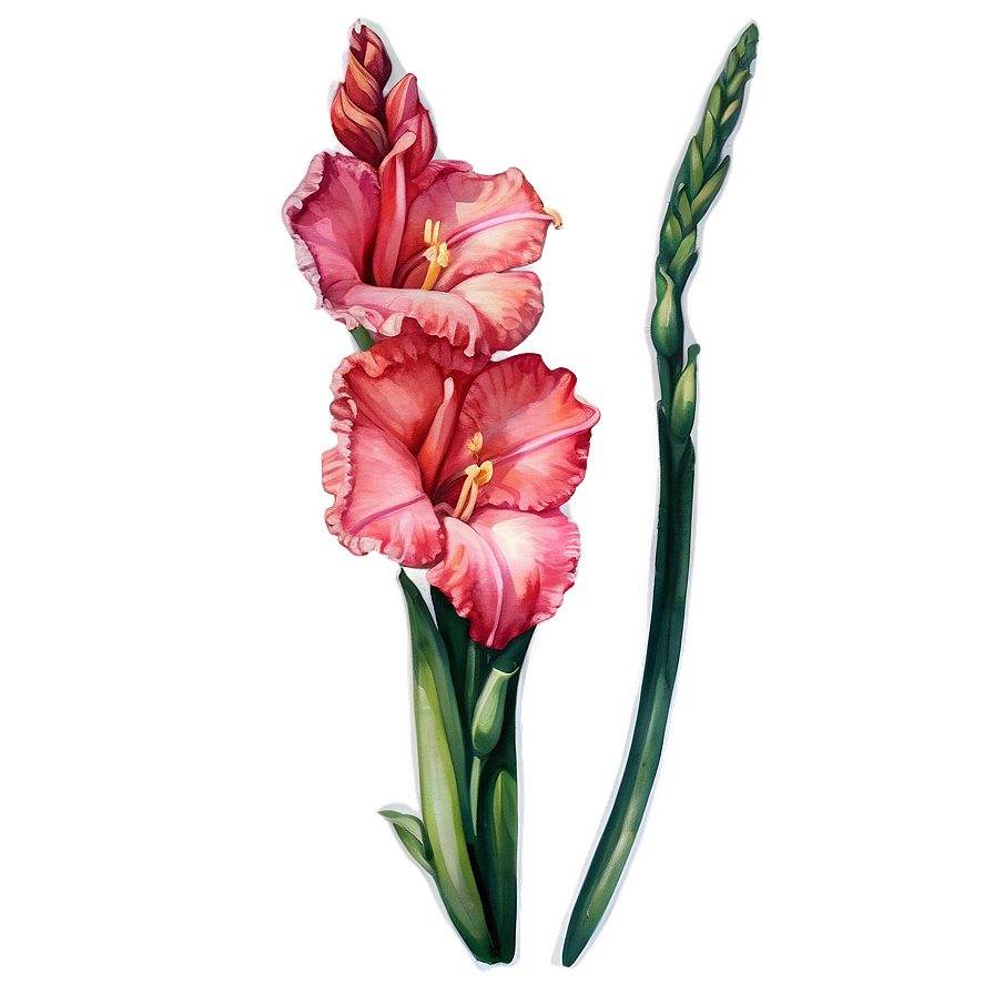 Gladiolus Watercolor Art Png Aql66 PNG Image