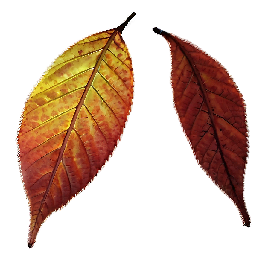 Glistening Fall Leaves Png Ild4 PNG Image