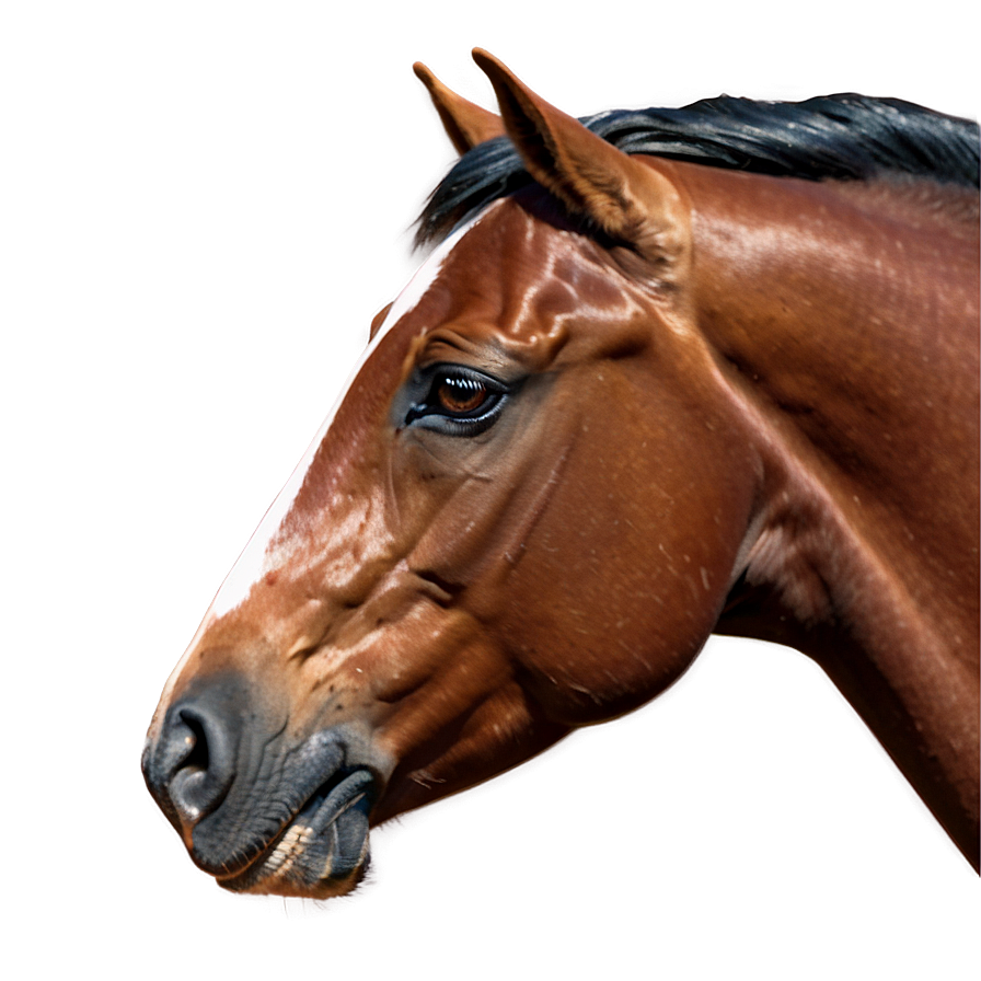 Glossy Brown Horse Png 77 PNG Image