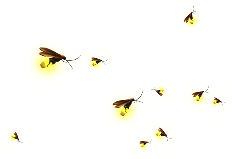 Glowing Fireflies Night Illustration PNG Image