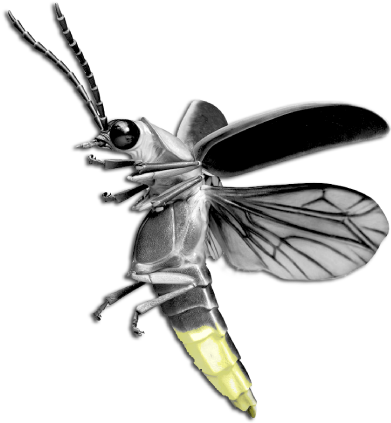 Glowing Firefly Illustration PNG Image