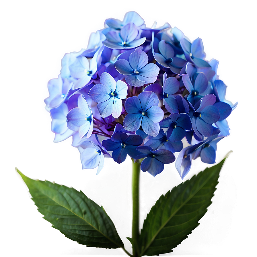 Glowing Hydrangea Png 05242024 PNG Image