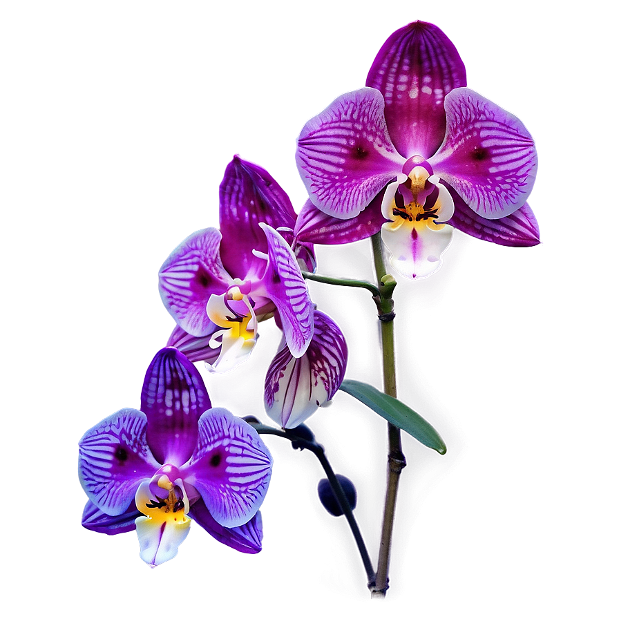 Glowing Orchid Png Bdv PNG Image