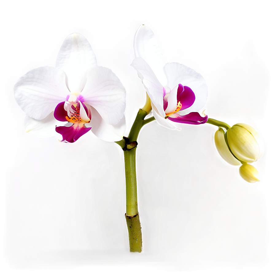 Glowing Orchid Png Dka PNG Image