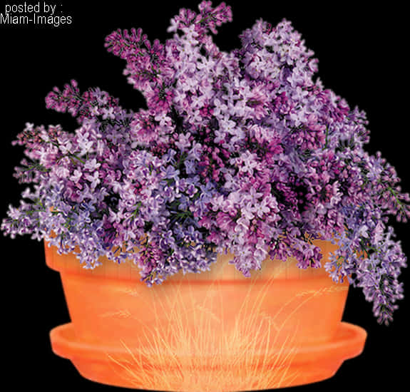 Glowing Pot Purple Flowers PNG Image