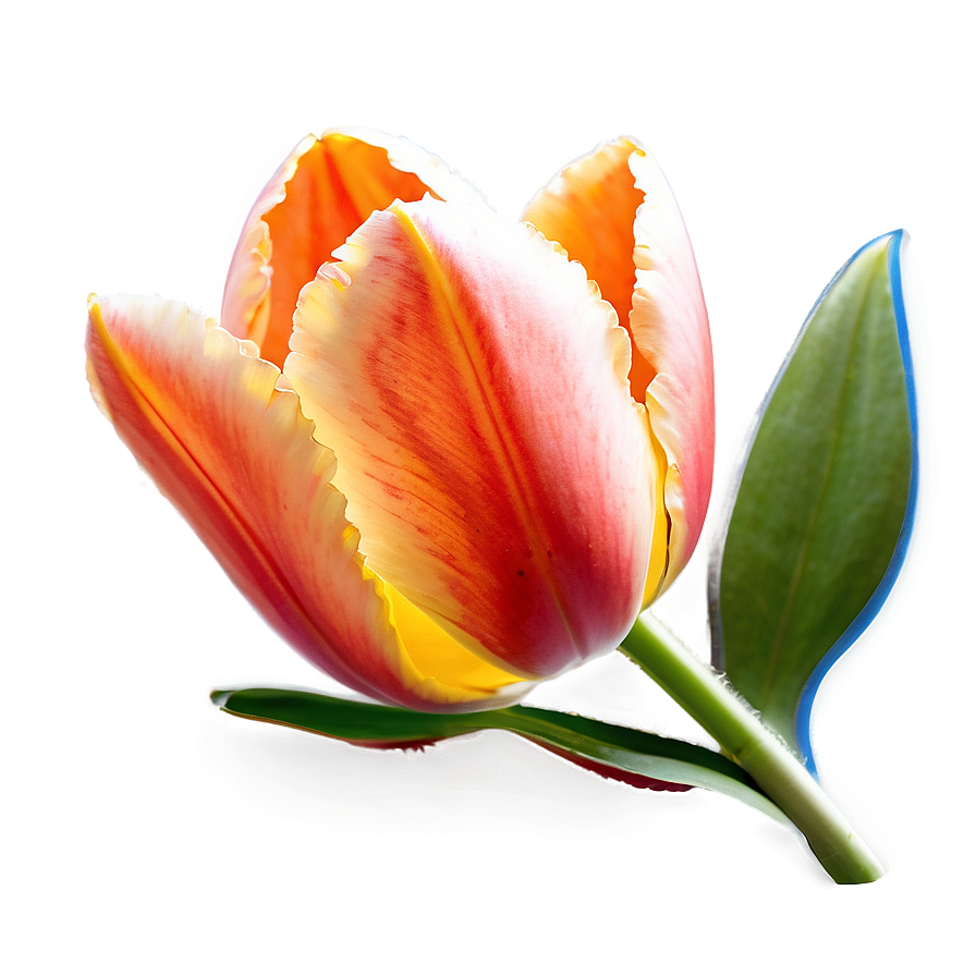 Glowing Tulip Png Epg21 PNG Image