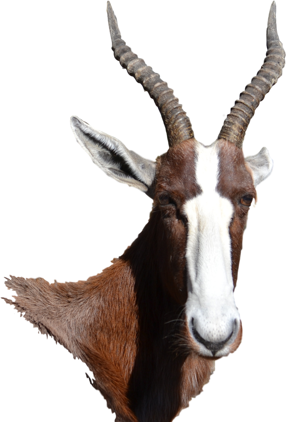 Goatwith Prominent Horns PNG Image