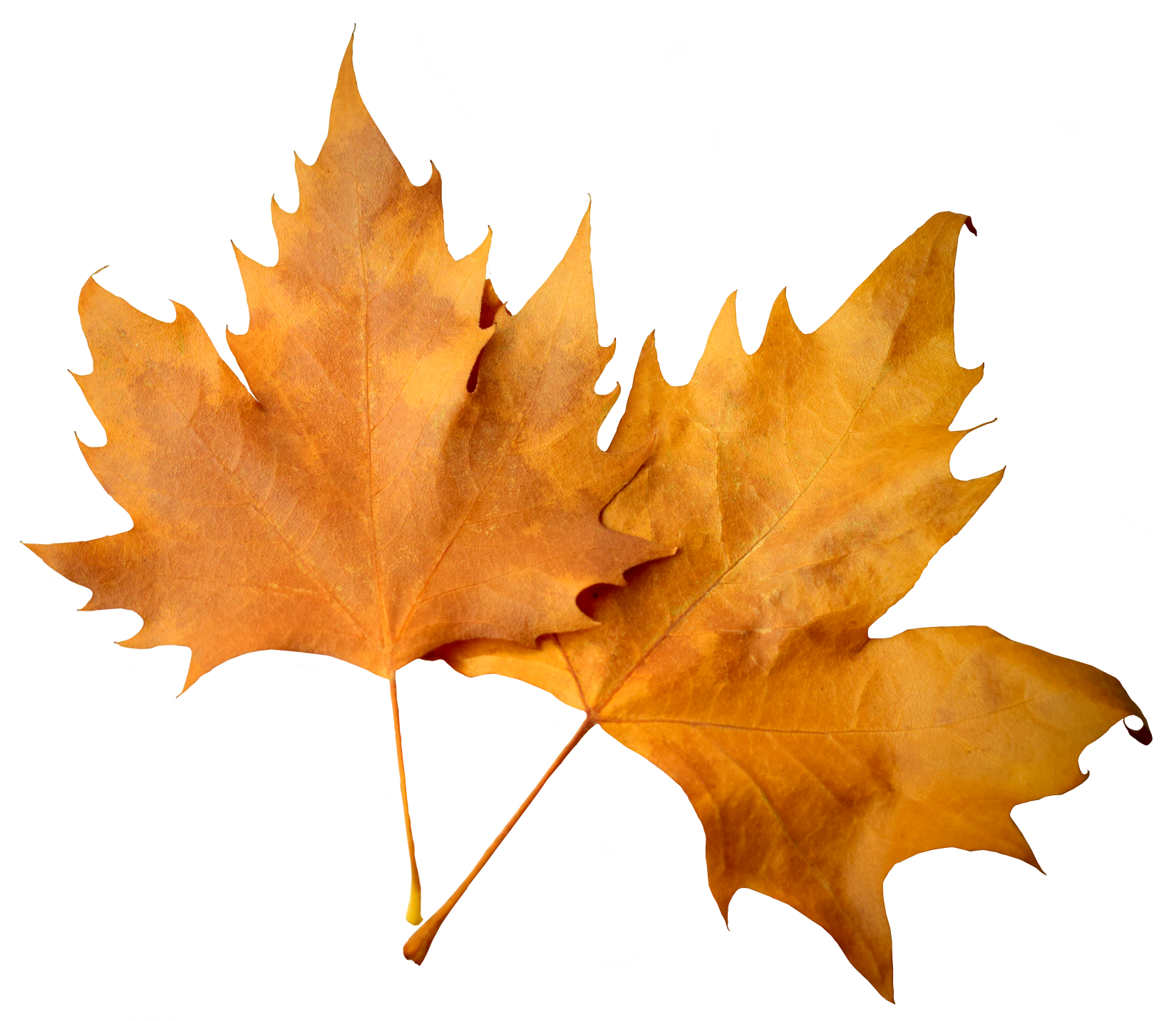 Golden Autumn Leaves PNG Image