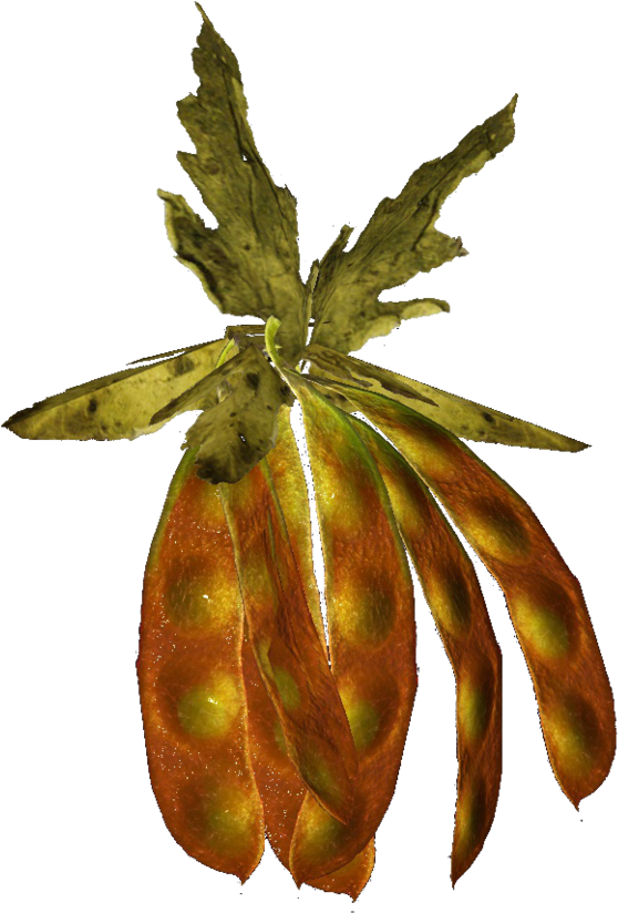 Golden Bean Podwith Leaves PNG Image