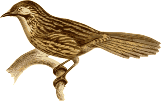 Golden Brown Bird Illustration PNG Image