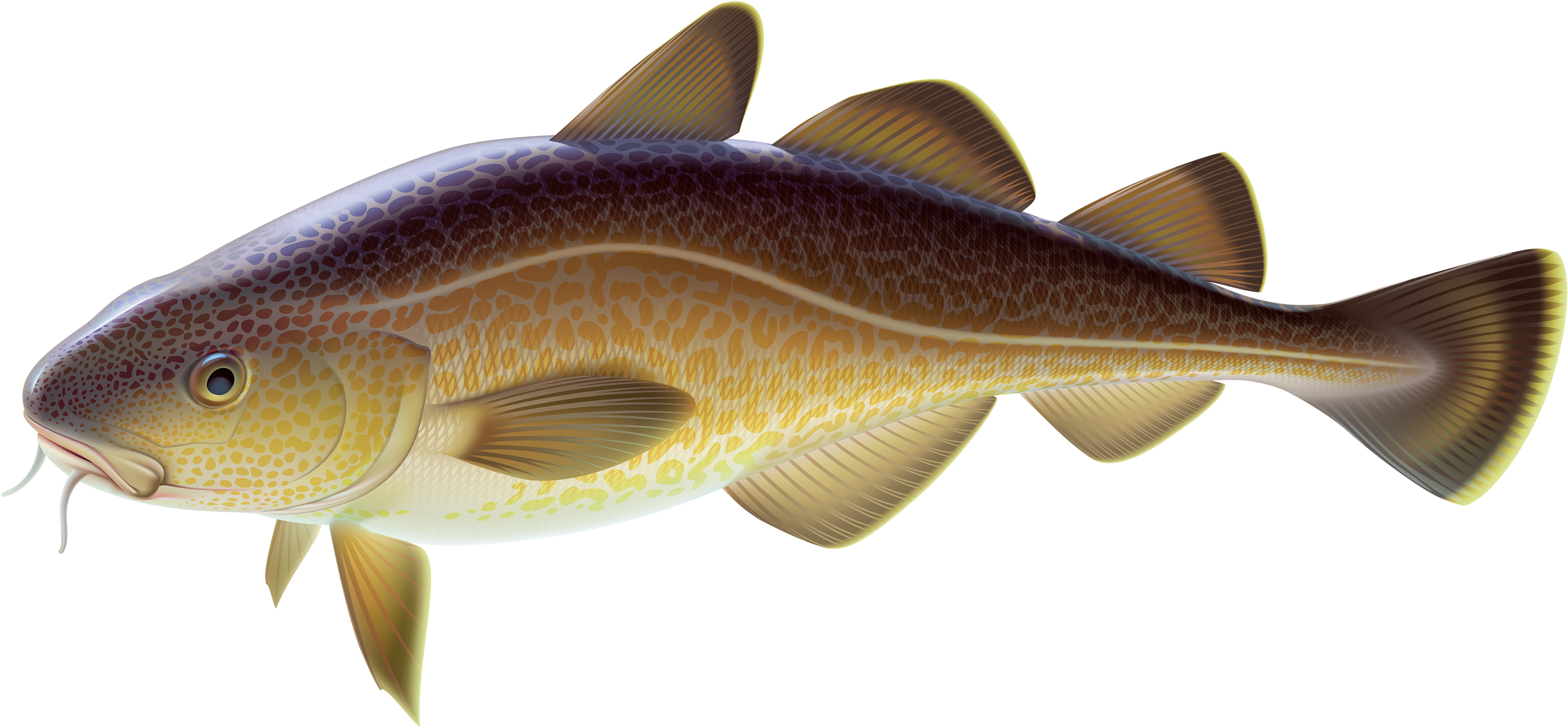 Golden Carp Illustration PNG Image