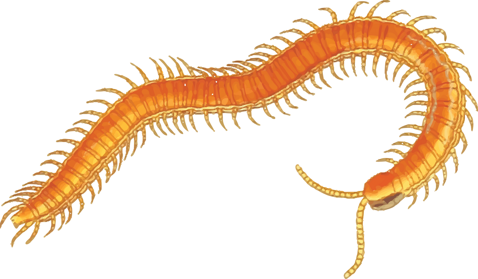 Golden Centipede Illustration PNG Image