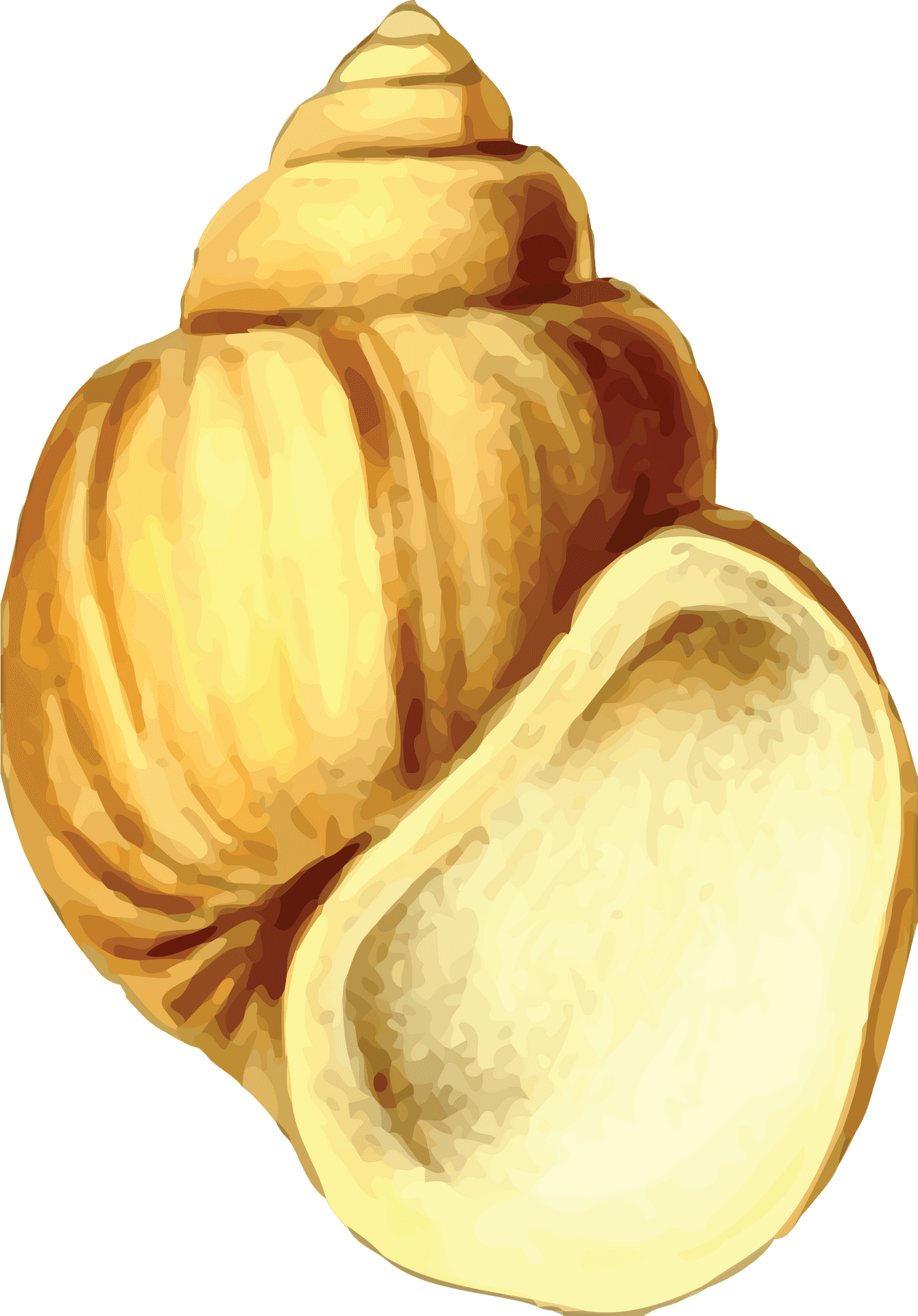 Golden Conch Shell Illustration PNG Image