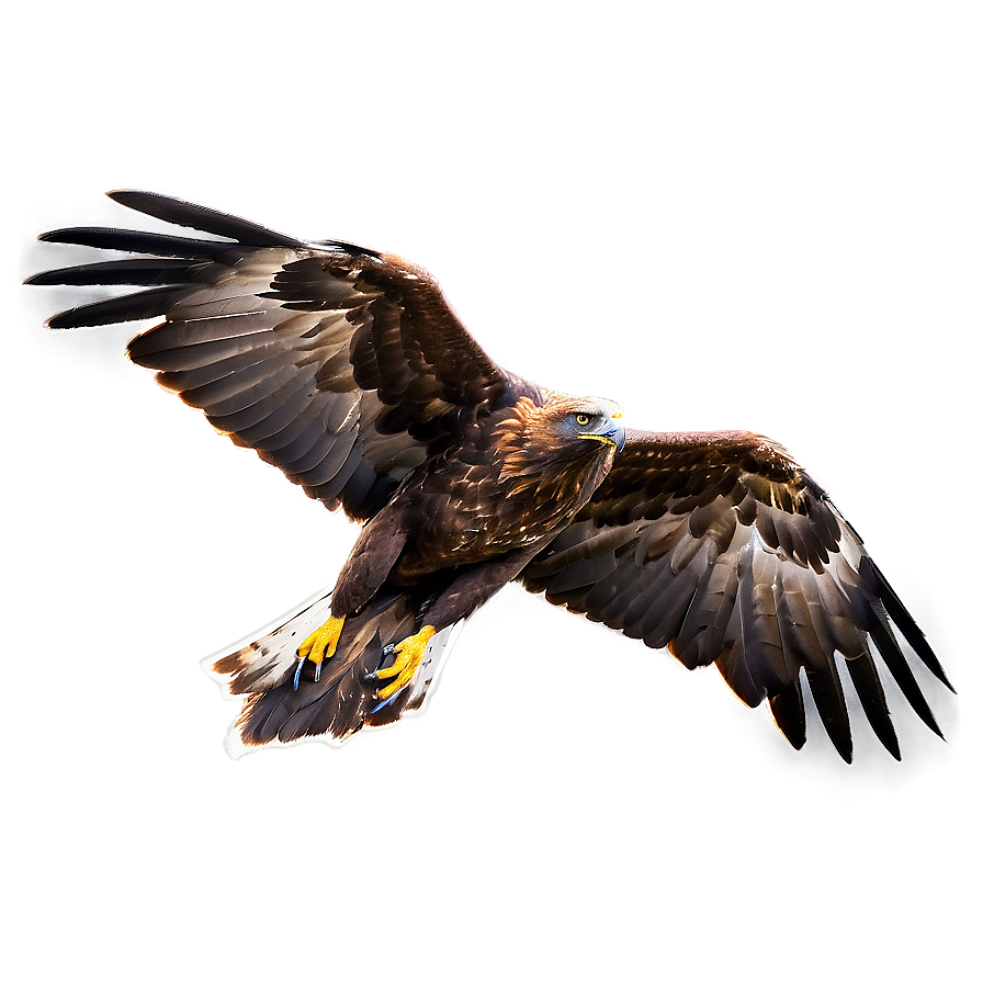 Golden Eagle In Mid-hunt Png Poo42 PNG Image