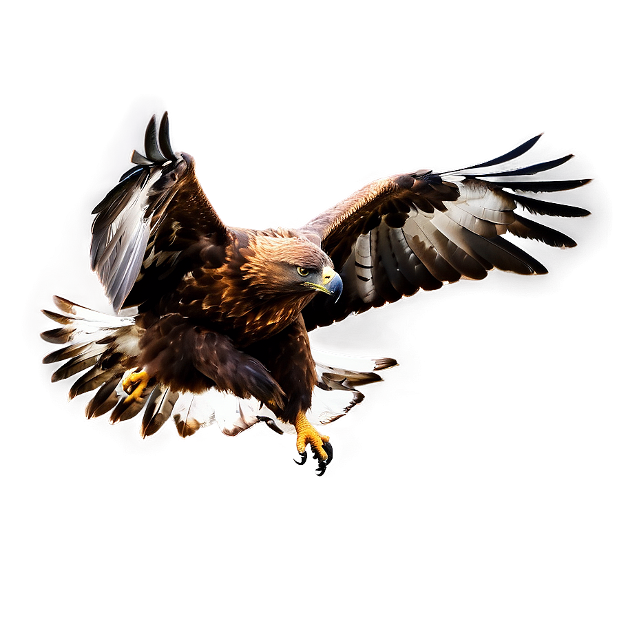 Golden Eagle Landing Png 23 PNG Image