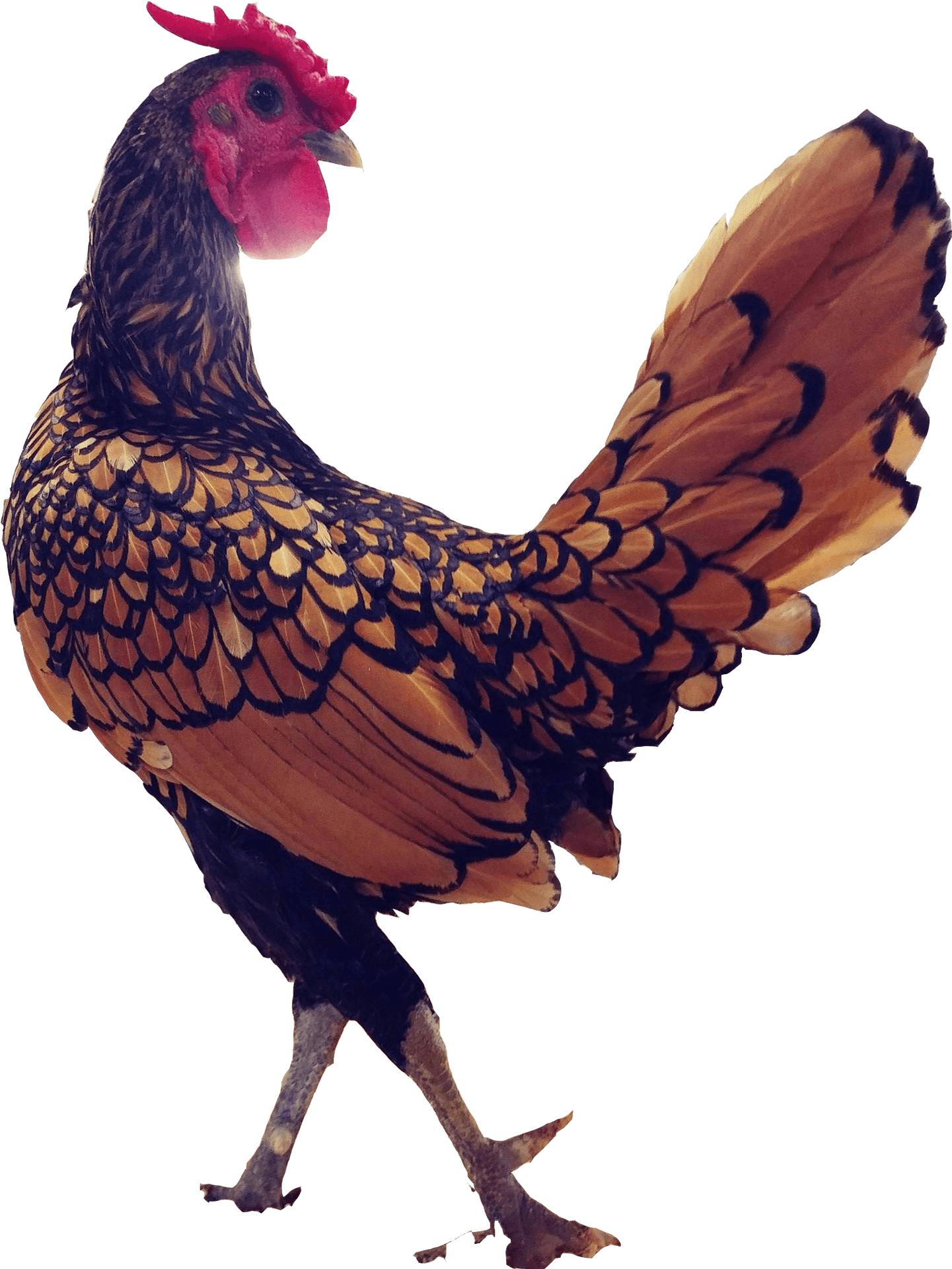 Golden Feathered Rooster Profile PNG Image