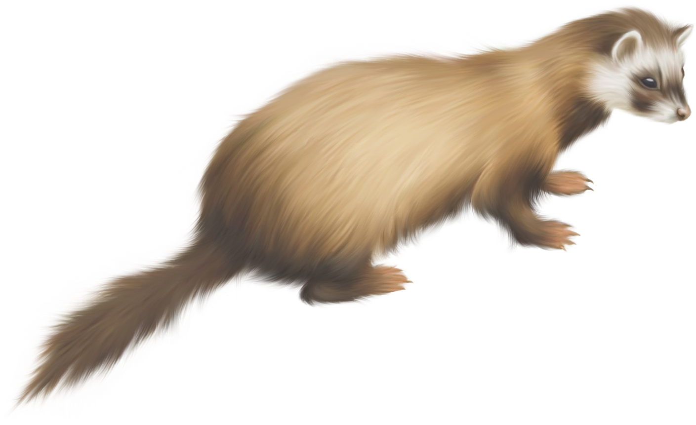 Golden Ferret Illustration PNG Image