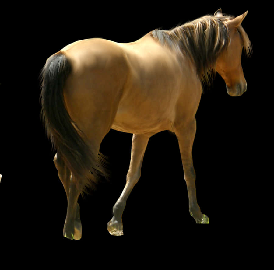 Golden Horse Black Background PNG Image