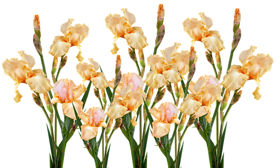 Golden_ Iris_ Bouquet_ Black_ Background.jpg PNG Image