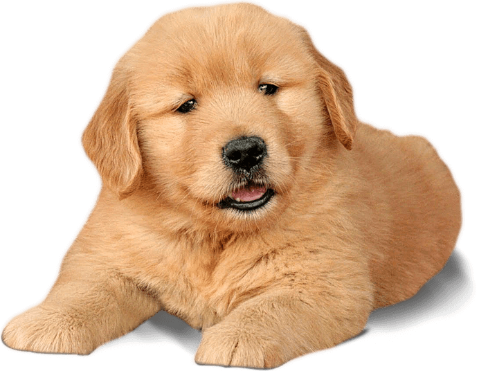 Golden Labrador Puppy Portrait PNG Image