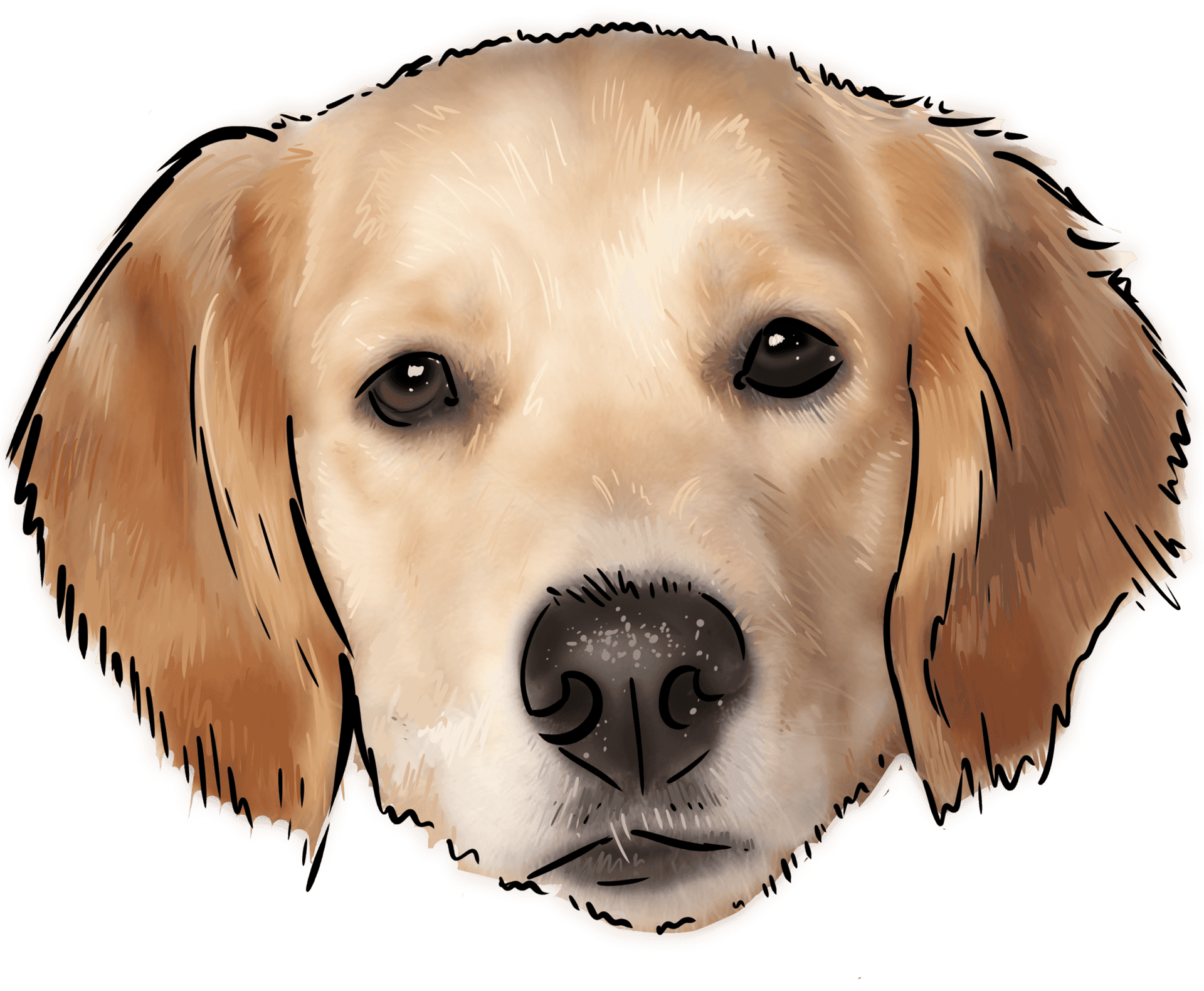 Golden Labrador Retriever Illustration PNG Image