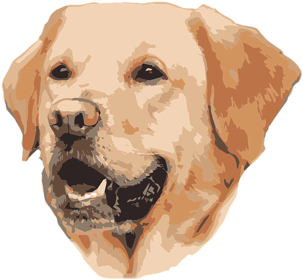 Golden Labrador Vector Portrait PNG Image