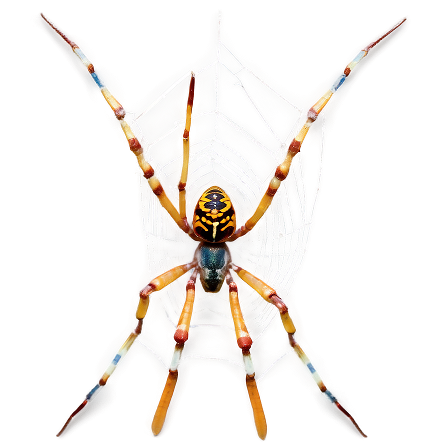 Golden Orb Spideron Web PNG Image