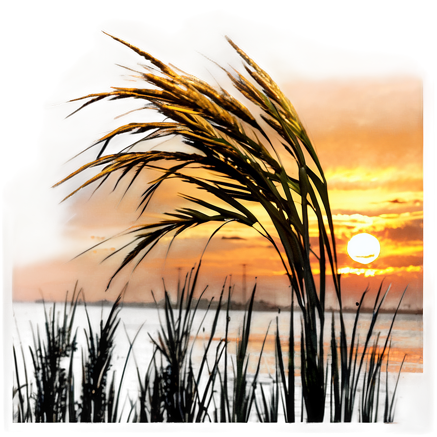 Golden Pampas Sunset Png Mlu20 PNG Image