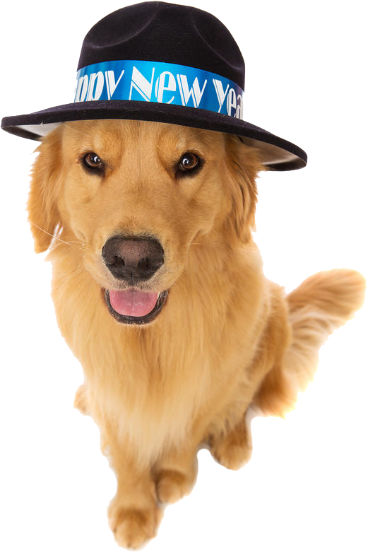 Golden Retriever Celebrating New Year PNG Image